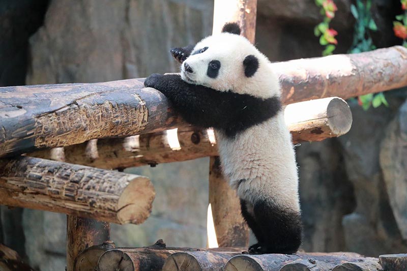 Una cría de panda se encuentra con el público