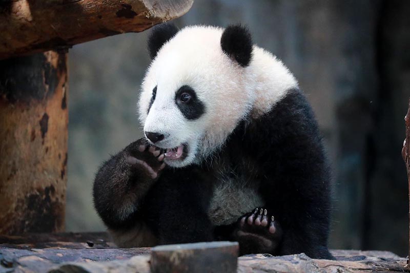 Una cría de panda se encuentra con el público