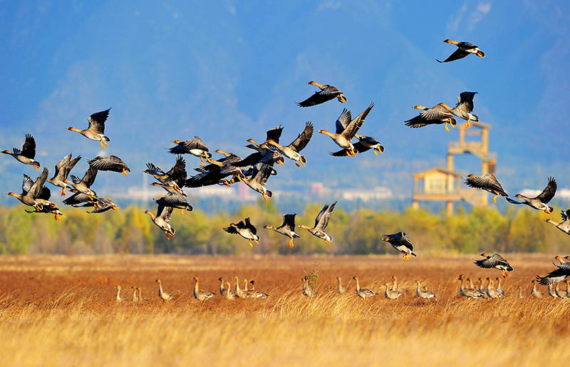 La industria del turismo cultural en Yanqing se prepara para recibir a los turistas