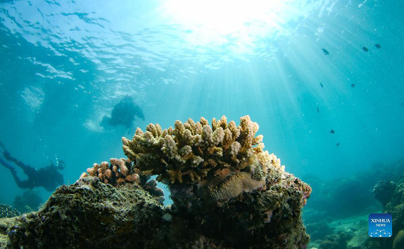 Renovado ecosistema submarino de la isla Fenjiezhou en Hainan atrae a más criaturas marinas