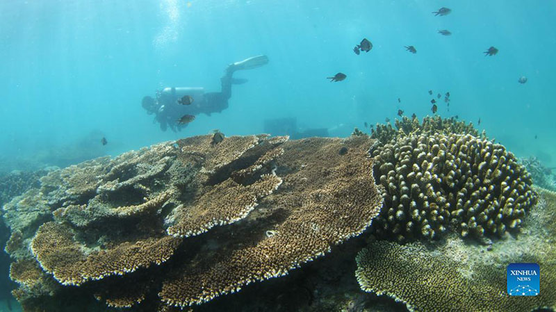 Renovado ecosistema submarino de la isla Fenjiezhou en Hainan atrae a más criaturas marinas