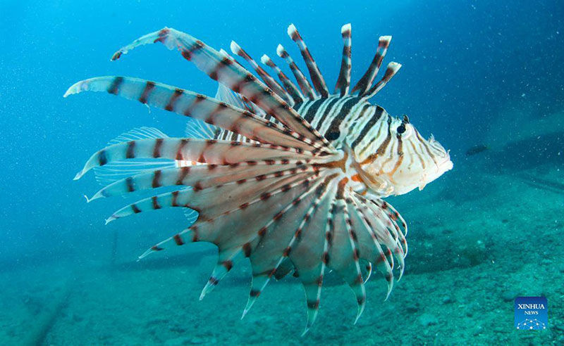 Renovado ecosistema submarino de la isla Fenjiezhou en Hainan atrae a más criaturas marinas