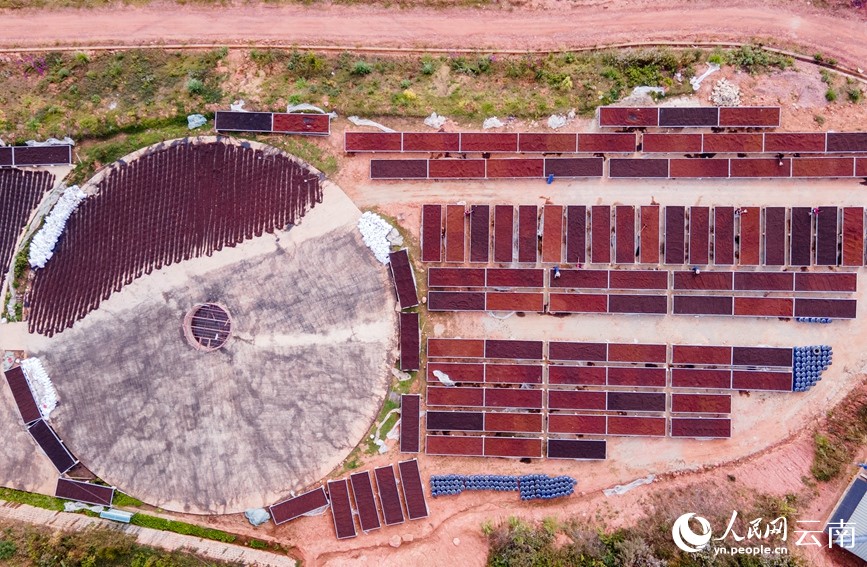 En la finca de café en Yunnan , los caficultores están secando las cerezas de café. (Por Hu Zunhui, Diario del Pueblo digital)