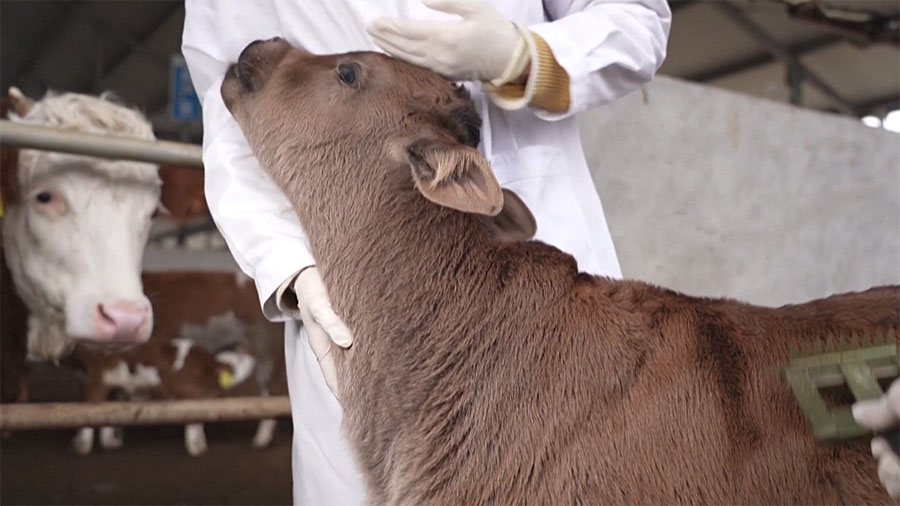 Nace el primer ejemplar de ganado Xizang clonado del mundo