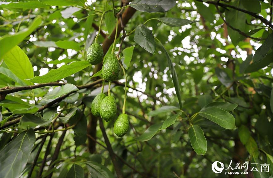 Industria del aguacate genera prosperidad económica en Menglian, Yunnan