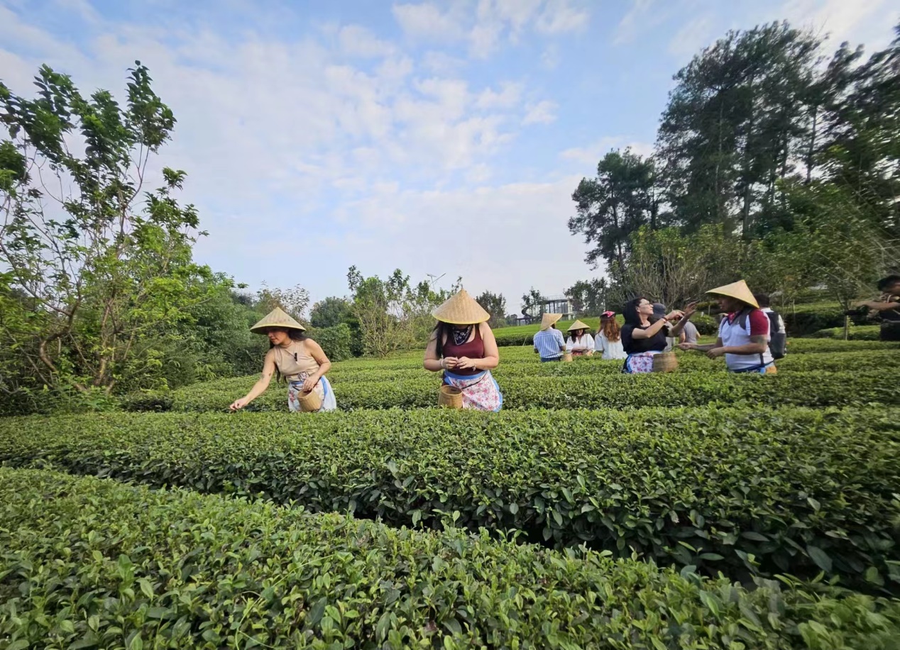 Gozan de la cultura de té en el 