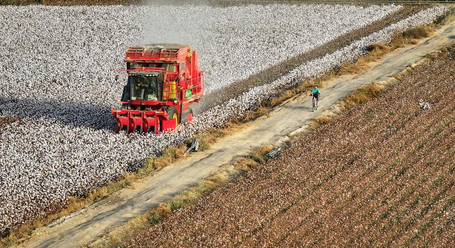 Industria algodonera de Xinjiang mantendrá producción y crecimiento a pesar de sanciones