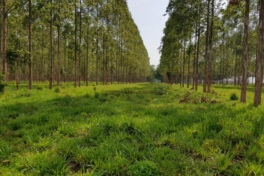 Imagen proporcionada por la Empresa Brasileña de Investigación Agropecuaria (Embrapa, por sus siglas en portugués) del 23 de mayo de 2025 del área de manejo de ganado de la Hacienda Gamada, una pionera en el sistema denominado "Integración Agrícola-Ganadera-Forestal" (ILPF, por sus siglas en portugués), en Nova Canaã do Norte, en el estado de Mato Grosso, Brasil. (Xinhua/Embrapa) 
