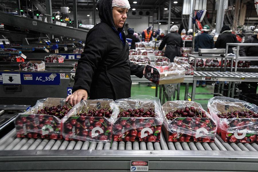 Imagen de archivo del 13 de diciembre de 2024 de una empleada trabajando en la planta de Garces Fruit, en San Francisco de Mostazal, en la región de O'Higgins, Chile. (Xinhua/Jorge Villegas)