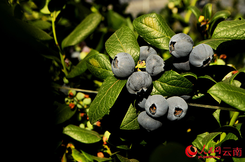 Instalación de cultivo en Chengjiang, provincia de Yunnan. (Foto: Diario del Pueblo digital/ Liu Yi)